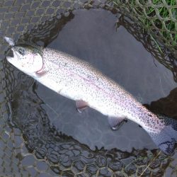 イトウを２匹キャッチ！